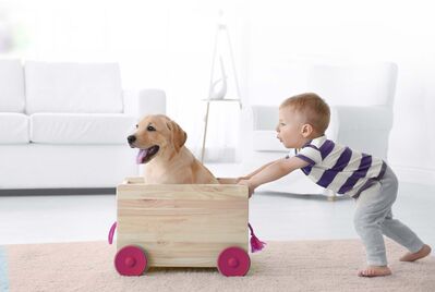 boy with toy and dog